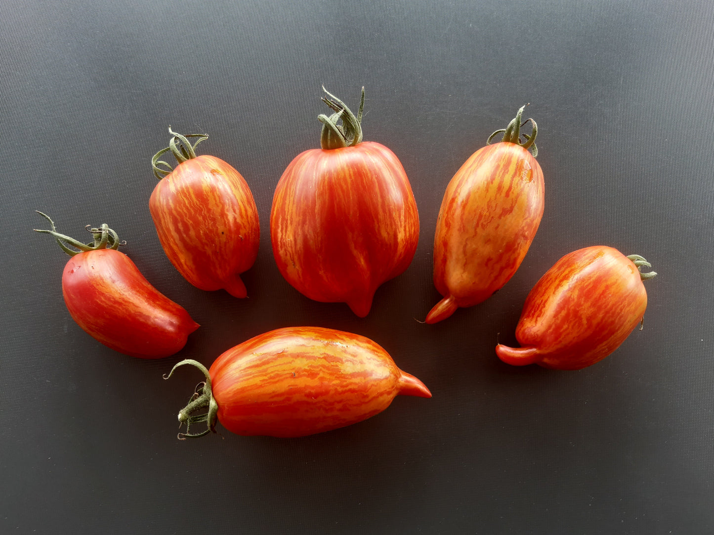 Cassady Royal Tiger DER TOMATENFLÜSTERER