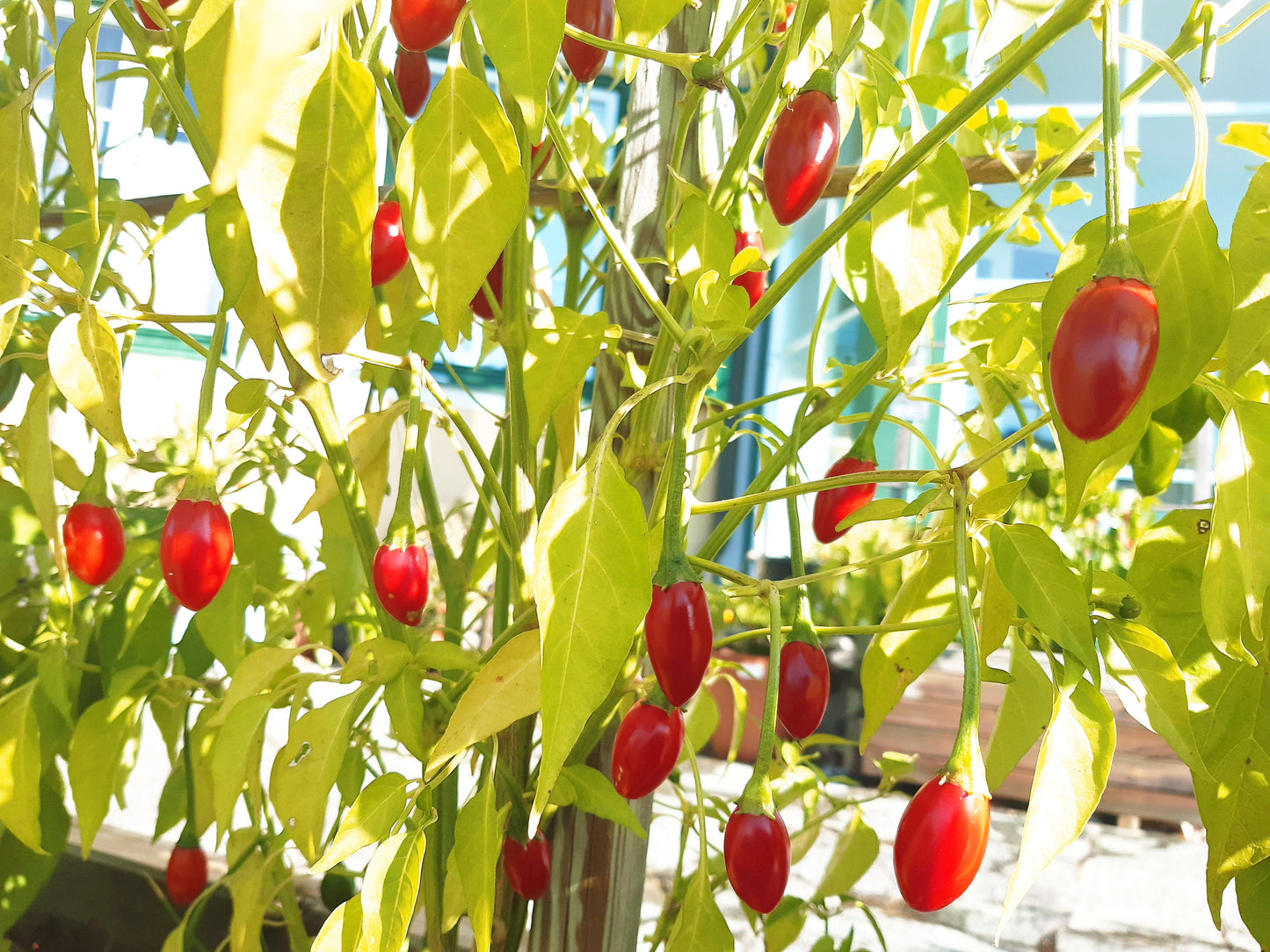 Catarina DER TOMATENFLÜSTERER