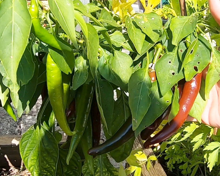 Cayenne Chocolate DER TOMATENFLÜSTERER