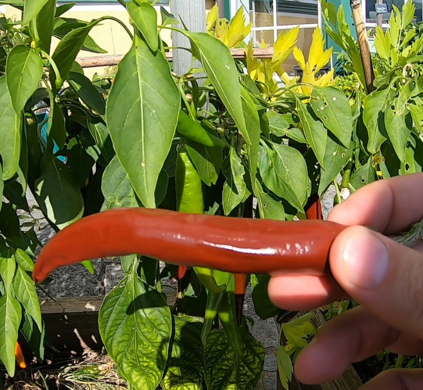 Cayenne Chocolate DER TOMATENFLÜSTERER