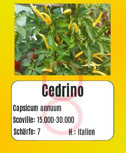 Cedrino DER TOMATENFLÜSTERER