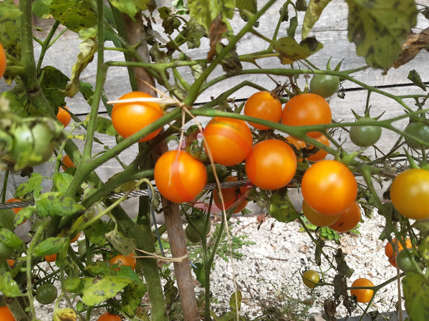 Centiflor Orange DER TOMATENFLÜSTERER