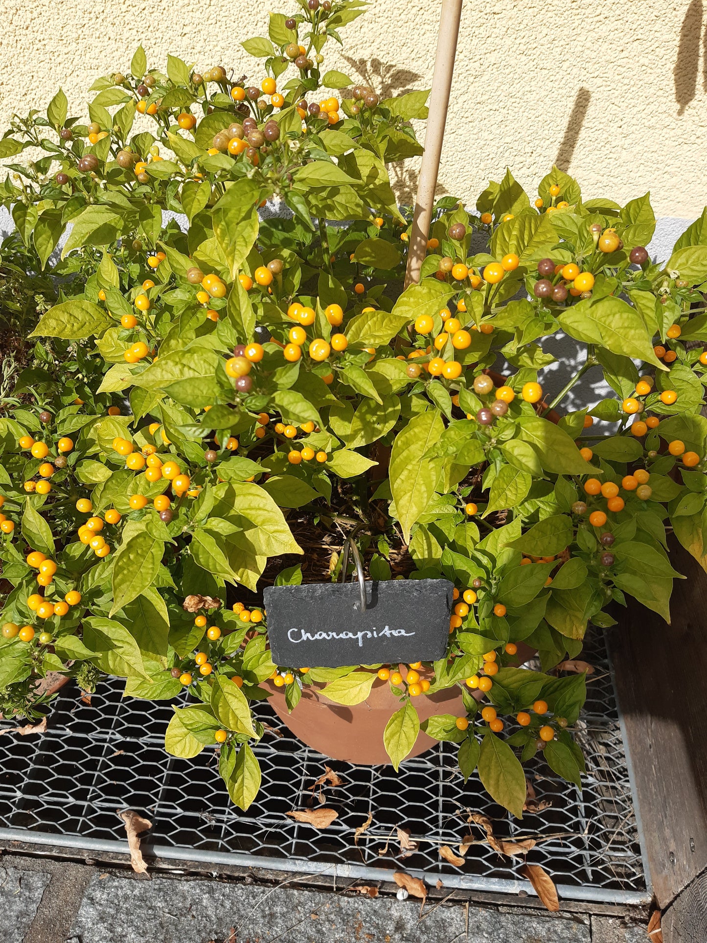 Charapita DER TOMATENFLÜSTERER