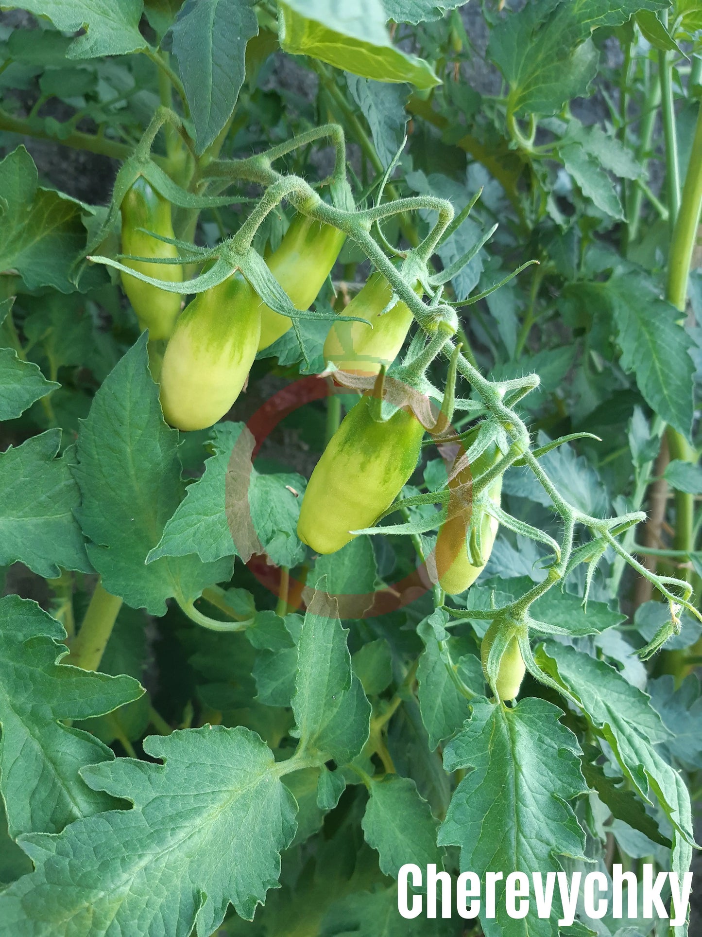 Cherevychky DER TOMATENFLÜSTERER