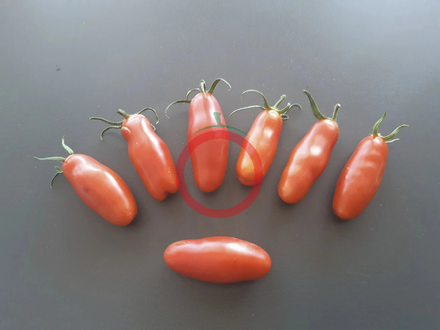 Cherevychky DER TOMATENFLÜSTERER