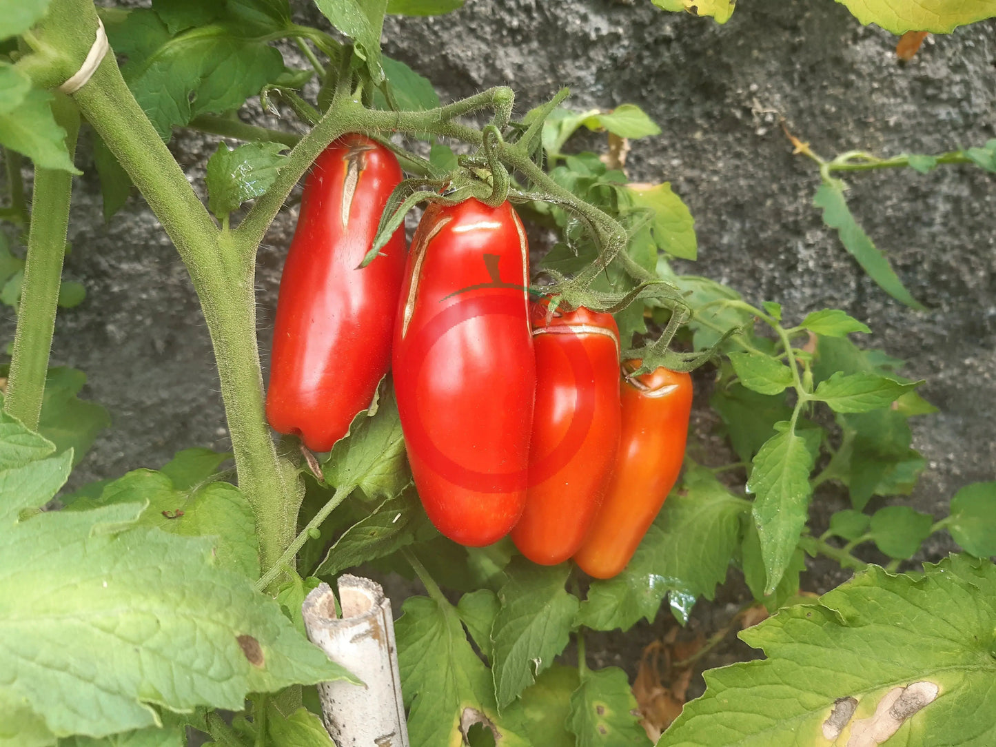 Cherevychky DER TOMATENFLÜSTERER