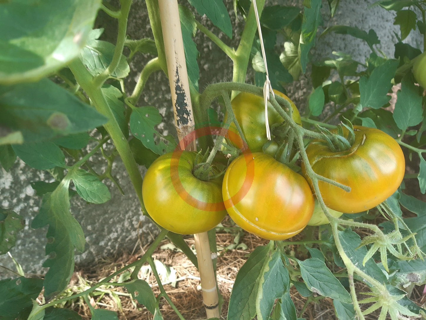 Cherokee Green DER TOMATENFLÜSTERER