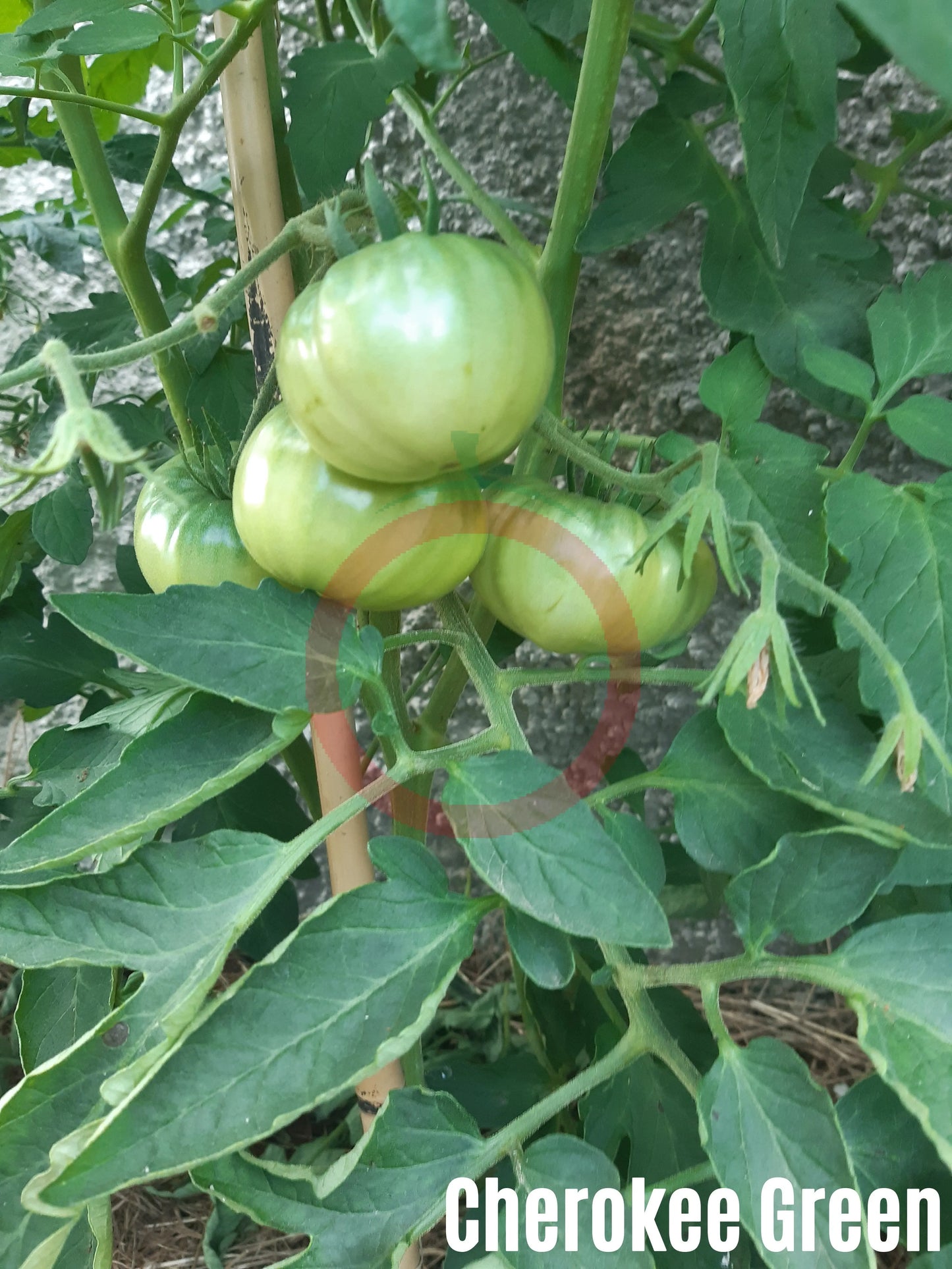 Cherokee Green DER TOMATENFLÜSTERER