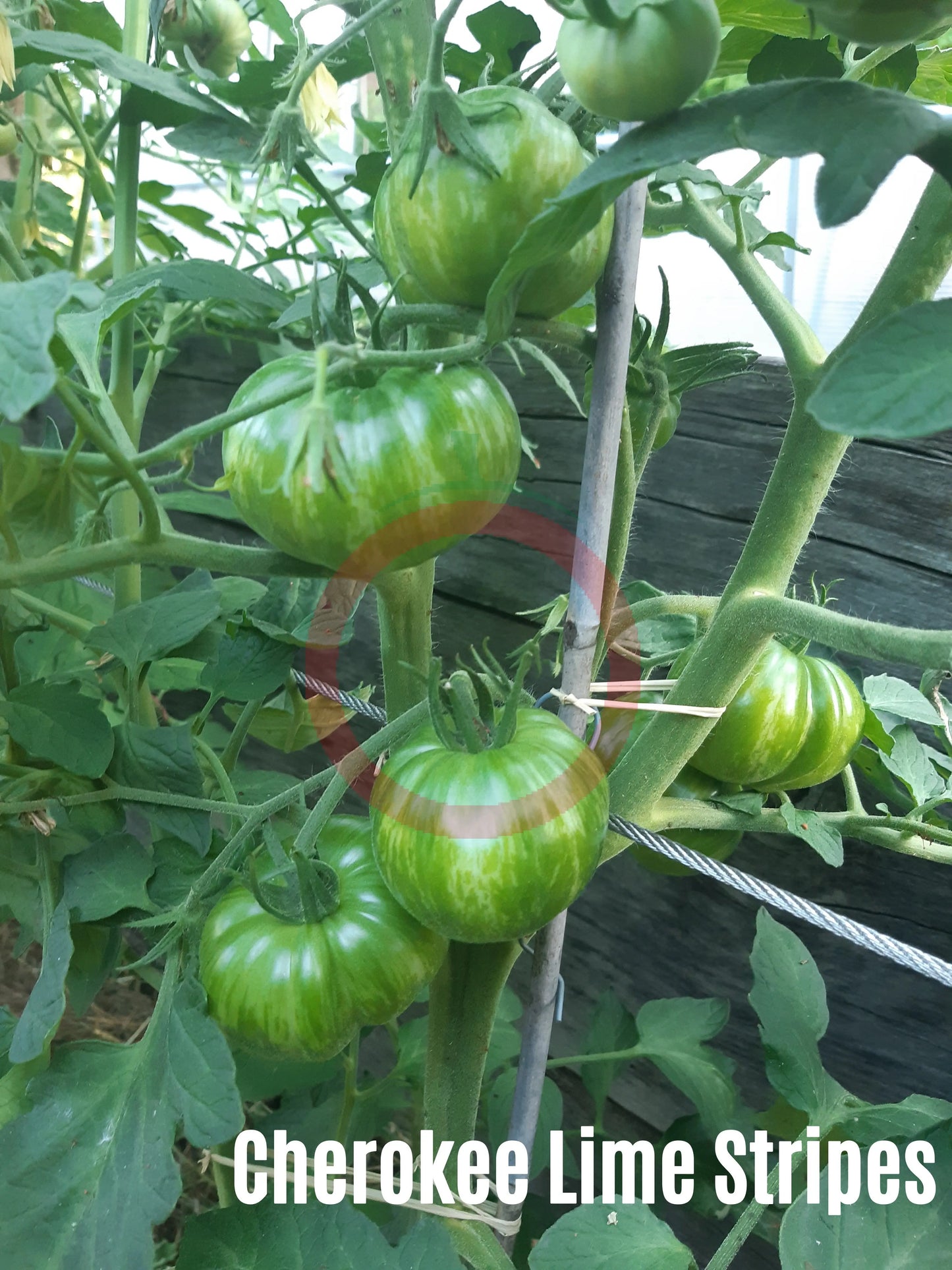 Cherokee Lime Stripes DER TOMATENFLÜSTERER