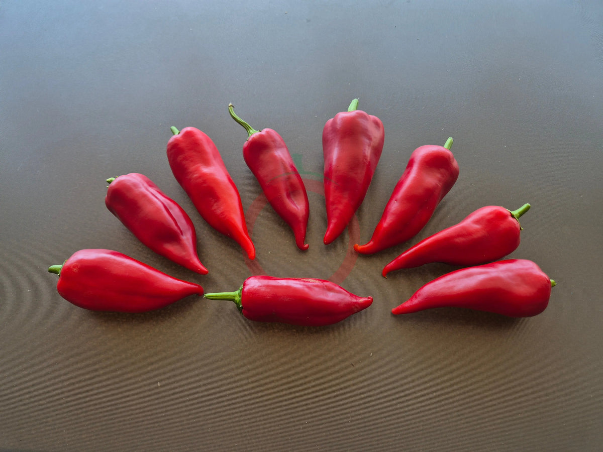 Chervena Chushka DER TOMATENFLÜSTERER