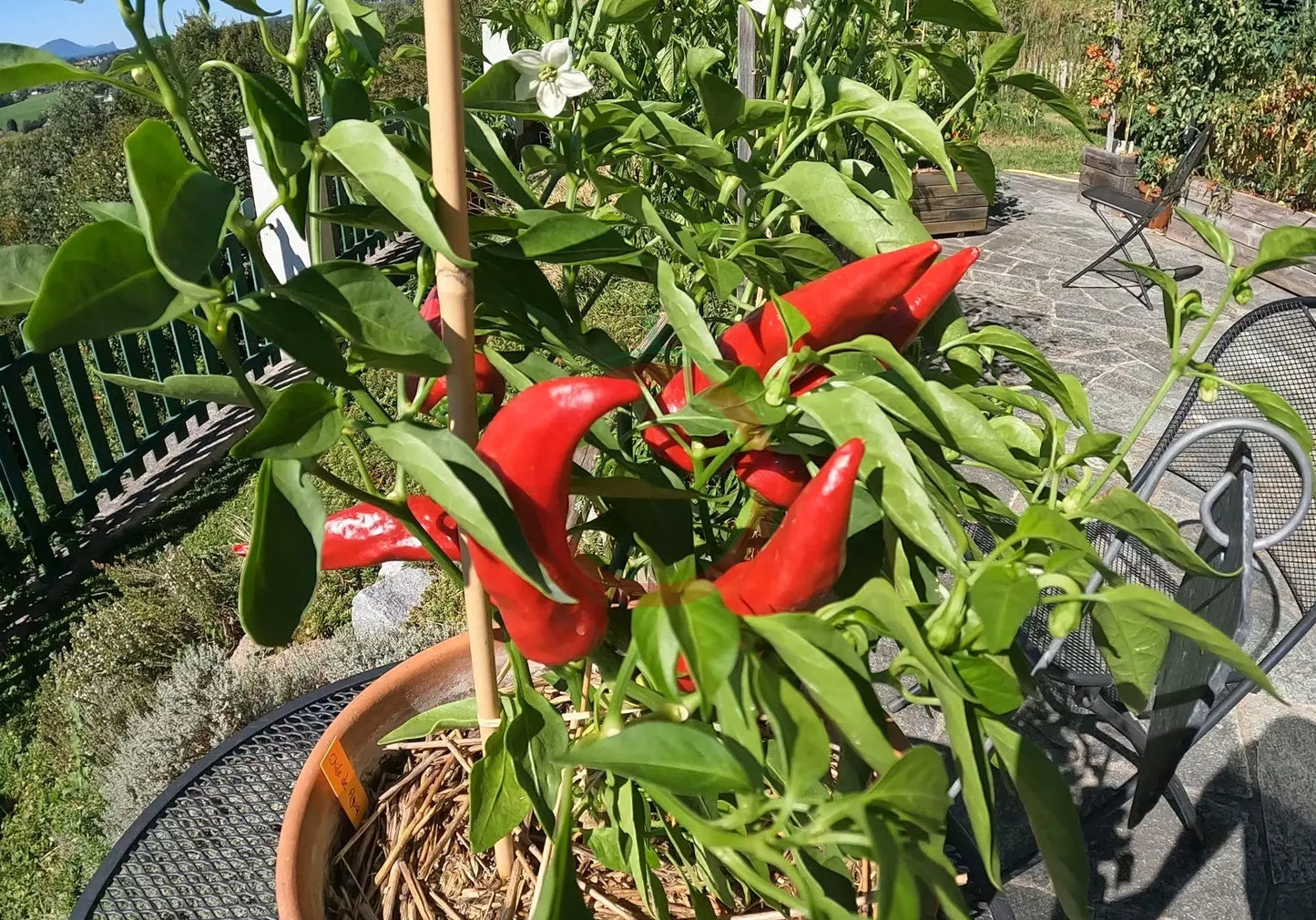 Chile de Agua DER TOMATENFLÜSTERER