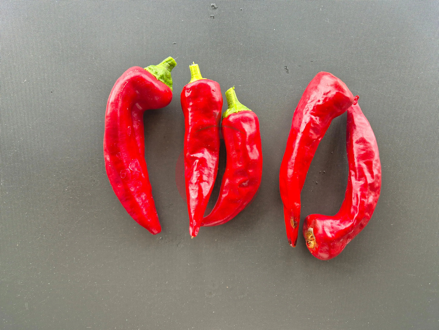 Chile de Agua DER TOMATENFLÜSTERER