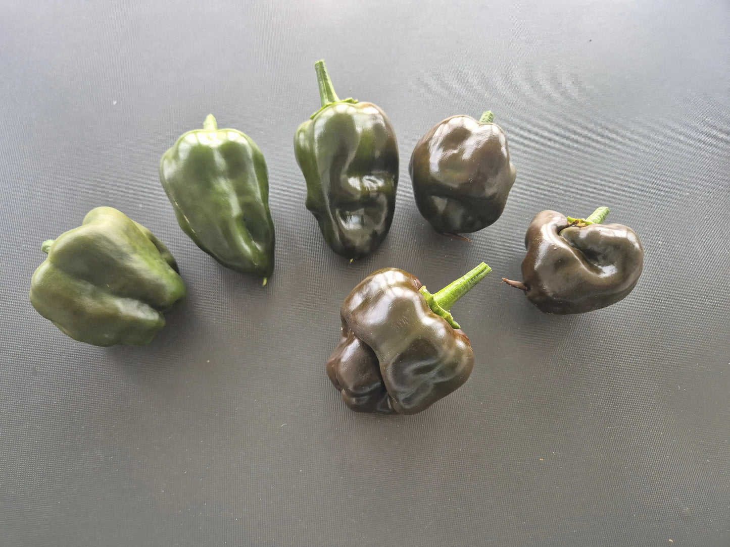 Chile de Onza DER TOMATENFLÜSTERER