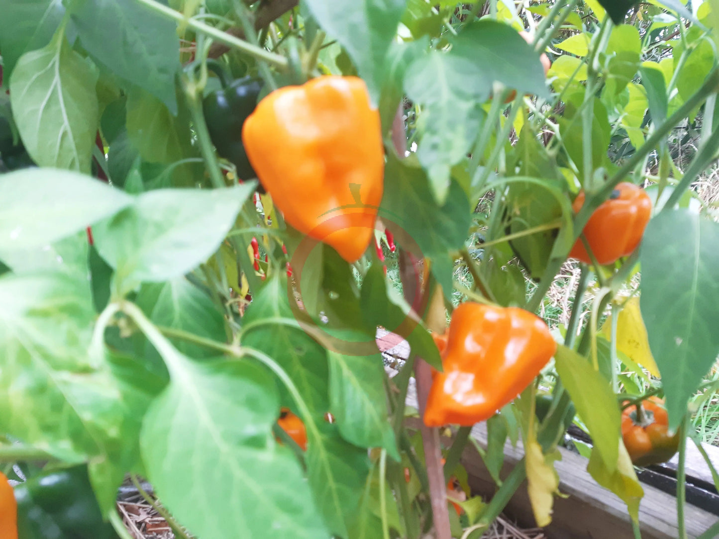 Chilhuacle Amarillo DER TOMATENFLÜSTERER