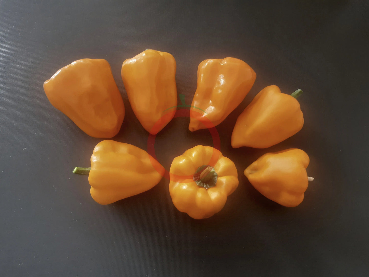 Chilhuacle Amarillo DER TOMATENFLÜSTERER