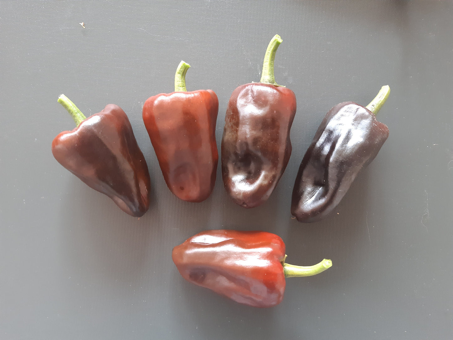 Chilhuacle Negro DER TOMATENFLÜSTERER