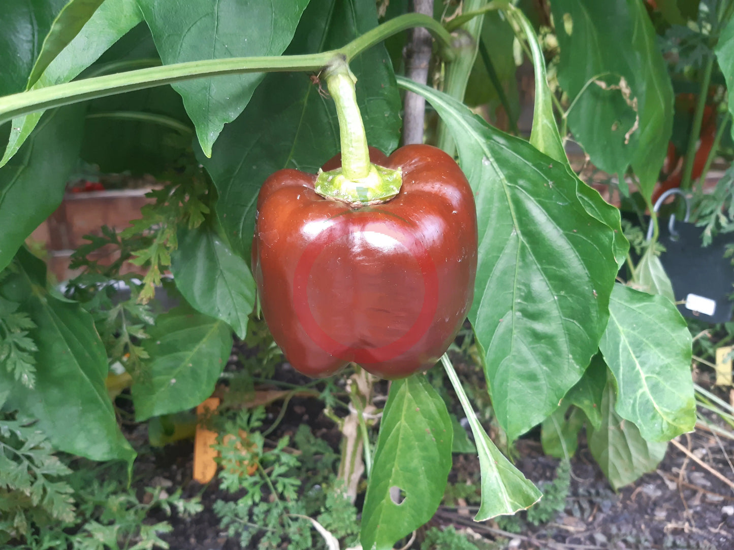Chocolate Beauty DER TOMATENFLÜSTERER