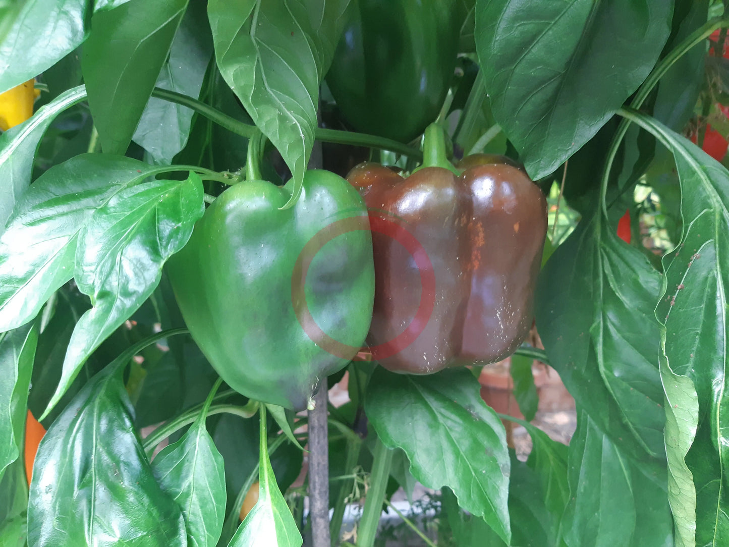 Chocolate Beauty DER TOMATENFLÜSTERER