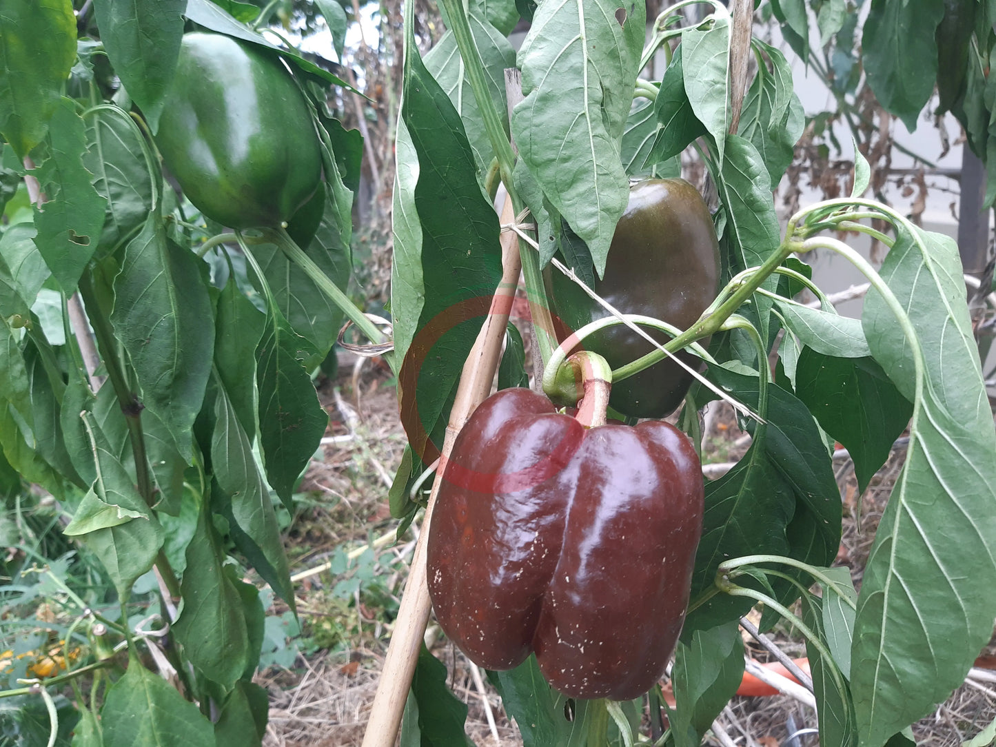 Chocolate Beauty DER TOMATENFLÜSTERER