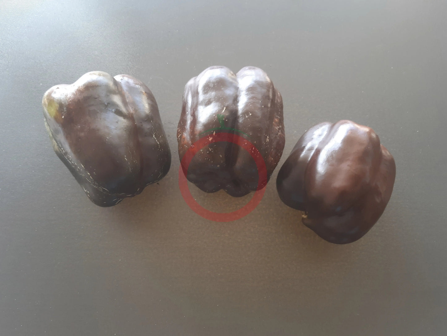 Chocolate Beauty DER TOMATENFLÜSTERER