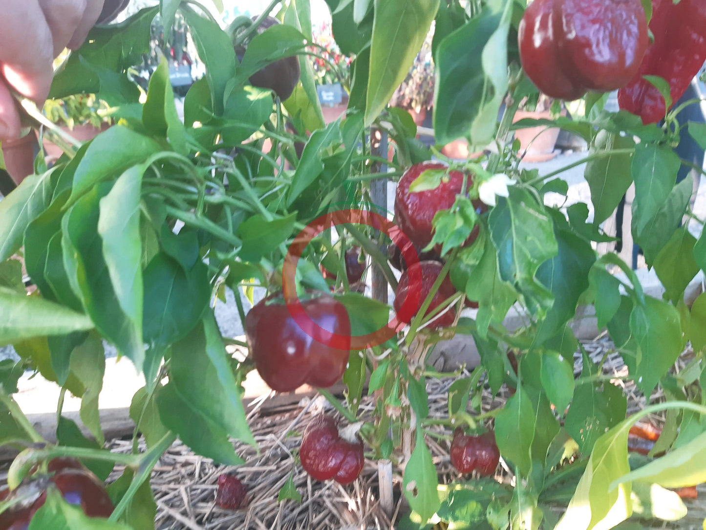 Chocolate Roundelay DER TOMATENFLÜSTERER