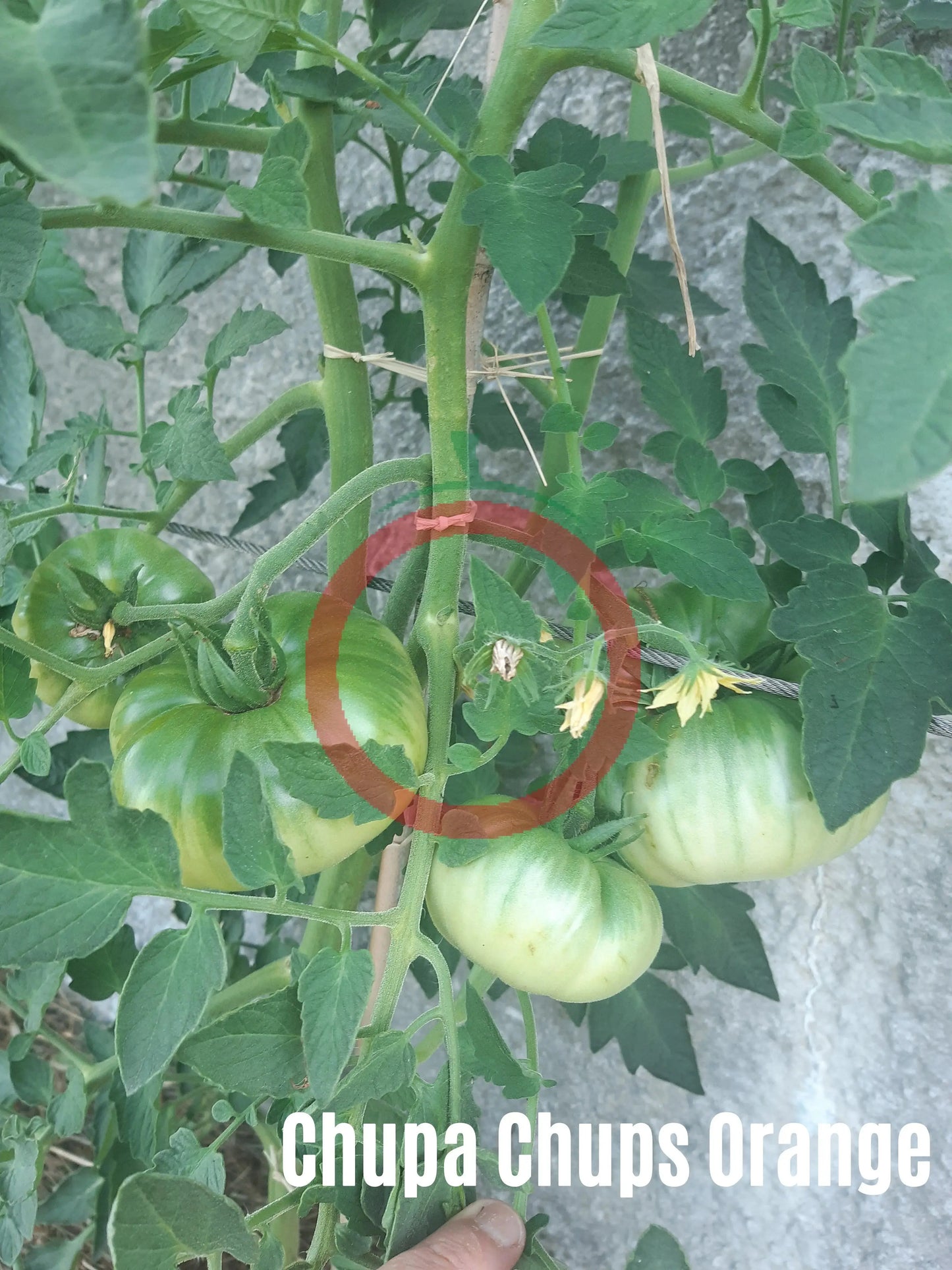 Chupa Chups Orange DER TOMATENFLÜSTERER