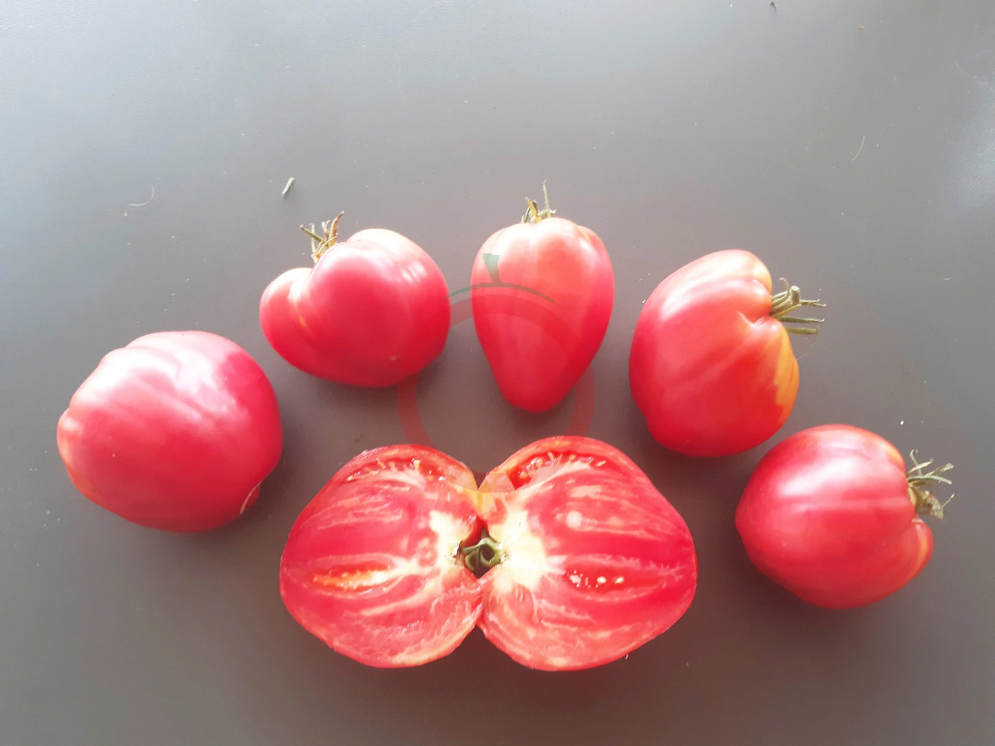 Coeur de Boeuf de Chancy DER TOMATENFLÜSTERER