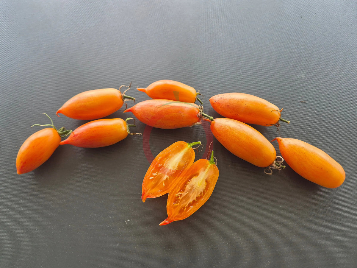 Colibri DER TOMATENFLÜSTERER