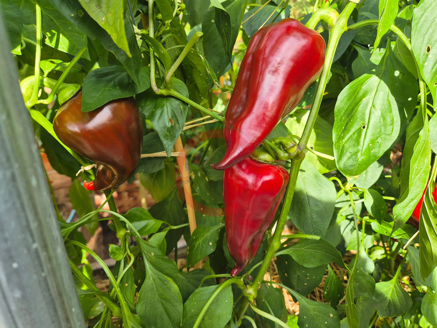 Comets Trail DER TOMATENFLÜSTERER