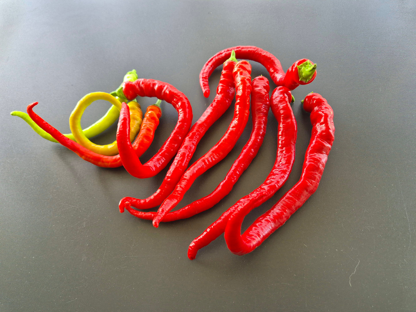 Corbaci DER TOMATENFLÜSTERER