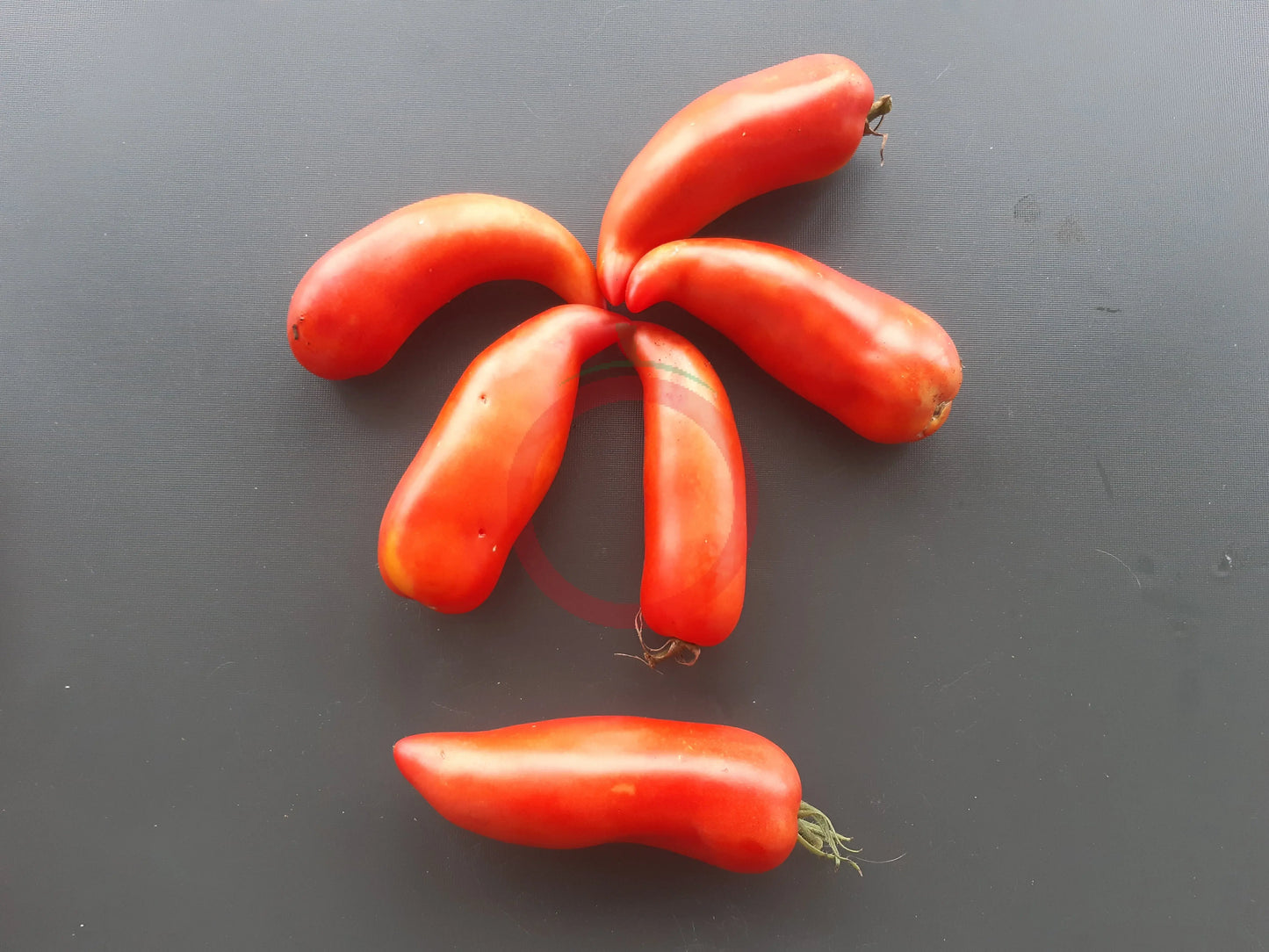 Corne de Belier DER TOMATENFLÜSTERER