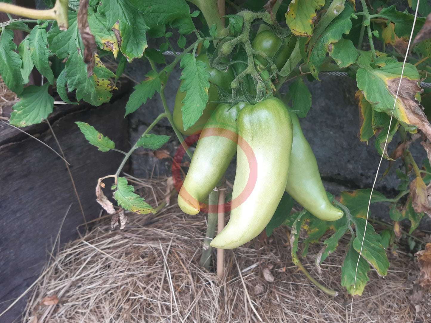 Corne de Belier DER TOMATENFLÜSTERER
