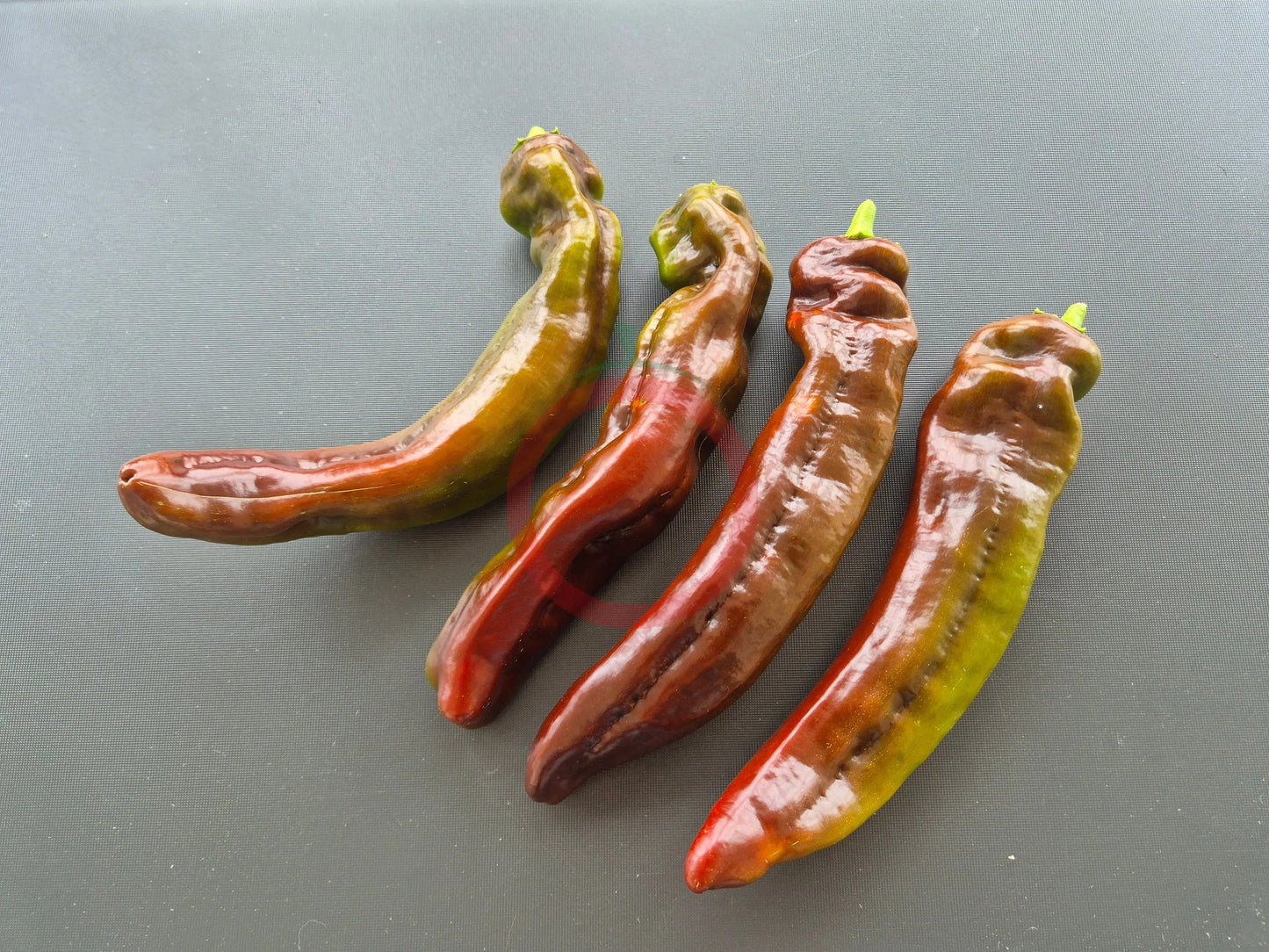 Corno Di Toro Chocolate DER TOMATENFLÜSTERER