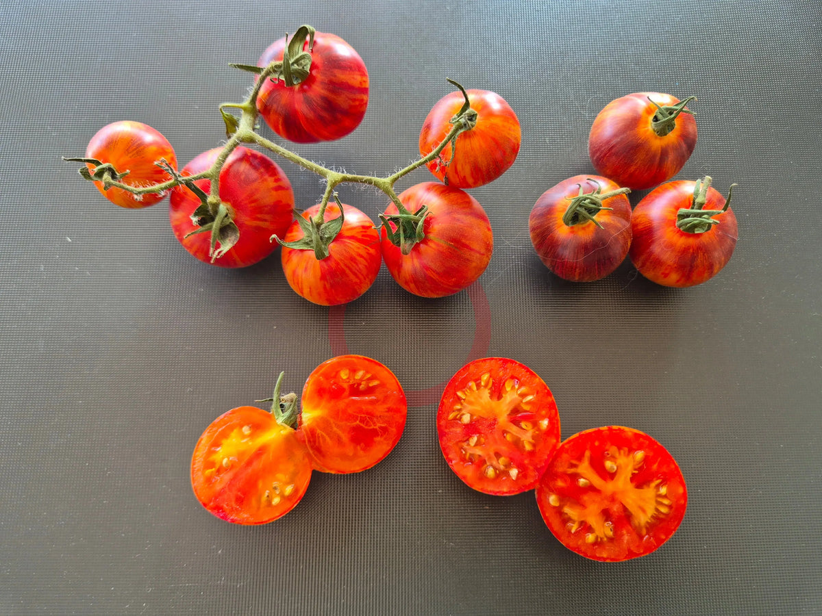 Cosmic Burst DER TOMATENFLÜSTERER
