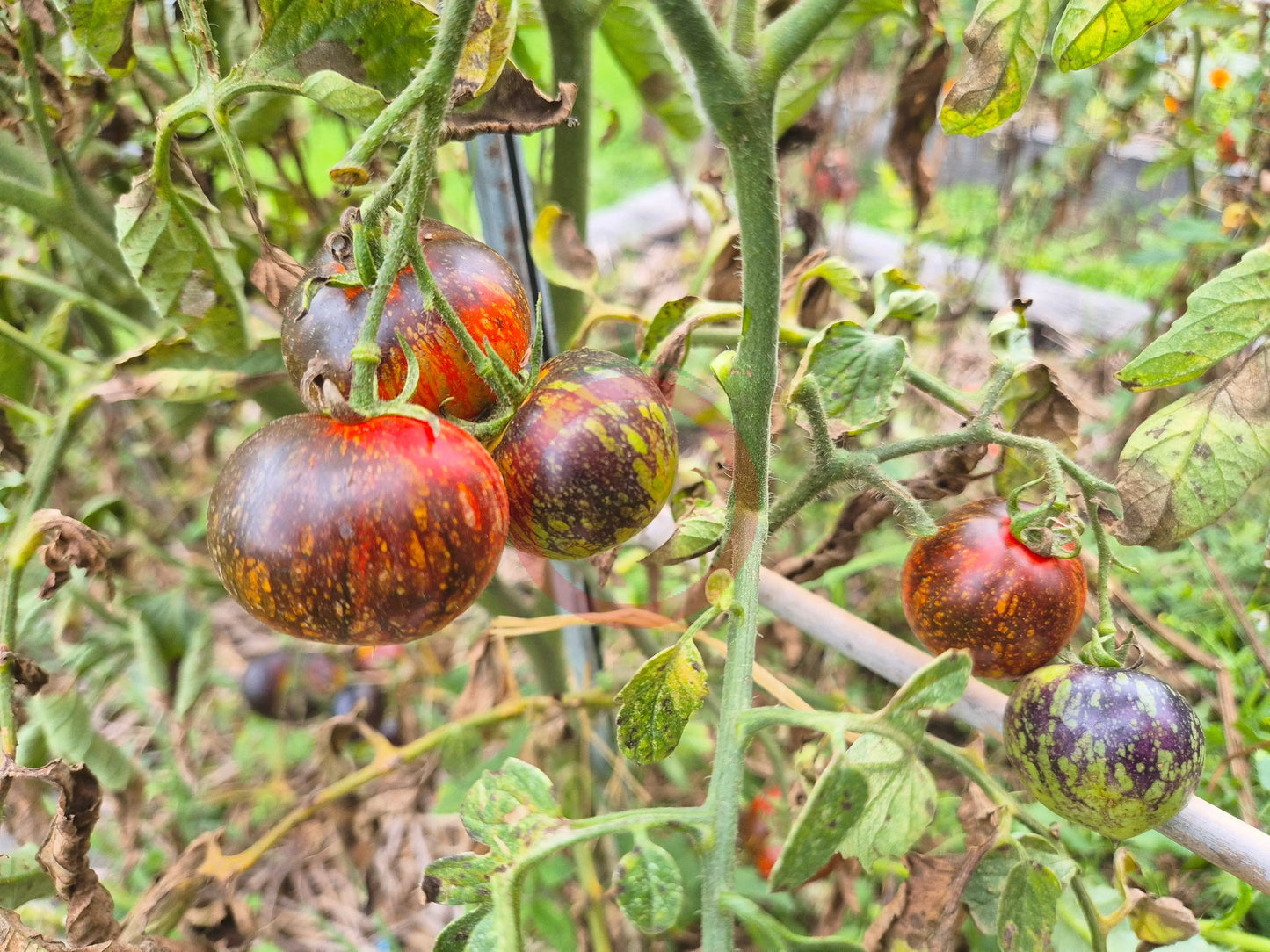 Cosmos DER TOMATENFLÜSTERER