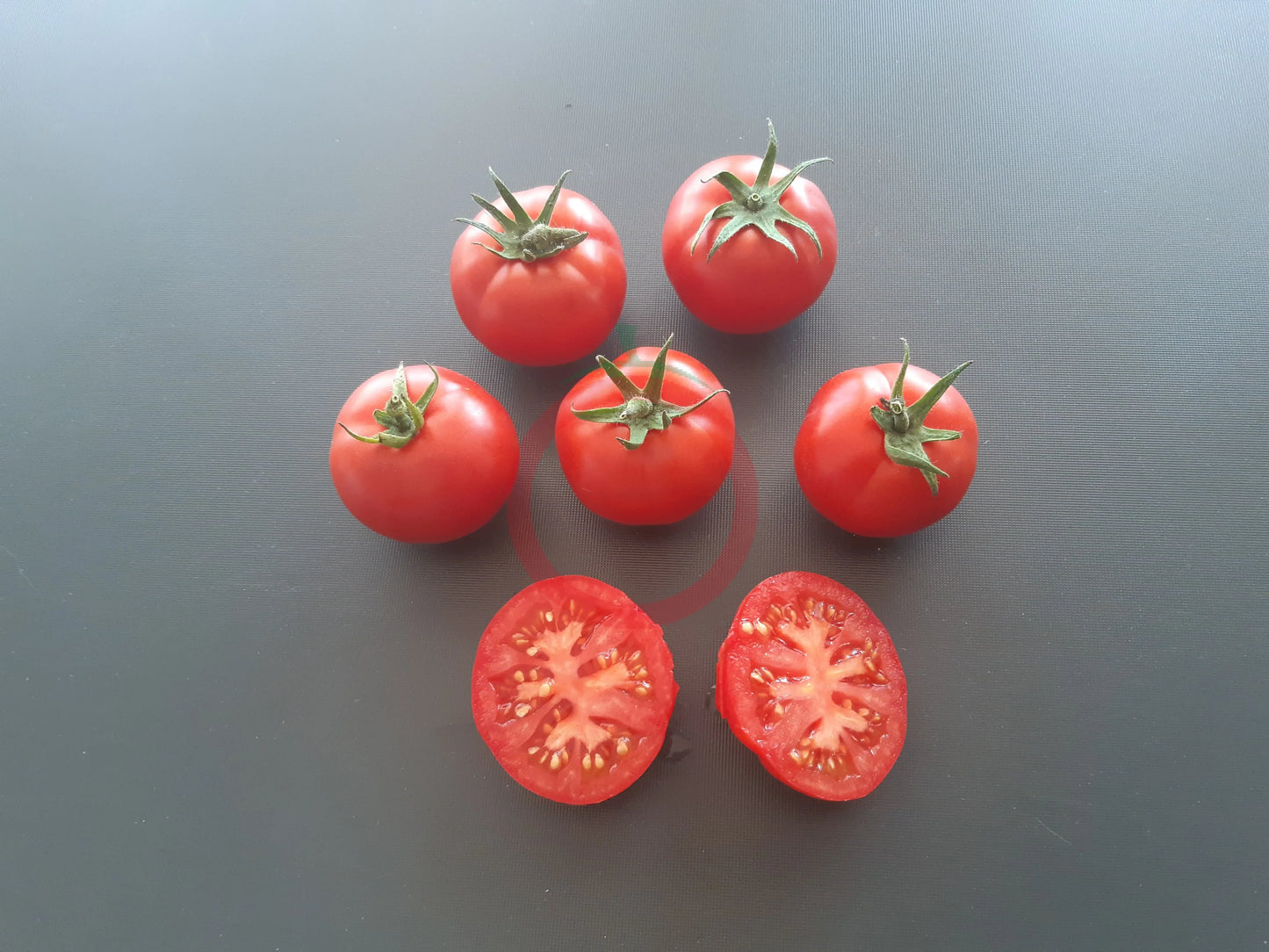 Costa Rica DER TOMATENFLÜSTERER