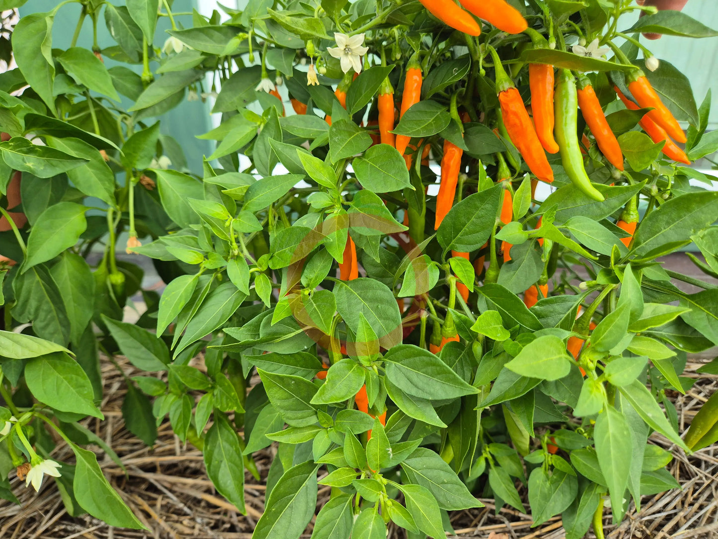 Costeno Amarillo DER TOMATENFLÜSTERER