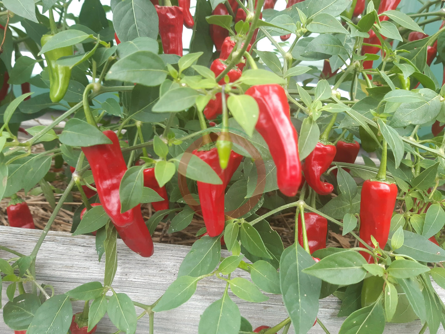 Costeno Rojo DER TOMATENFLÜSTERER