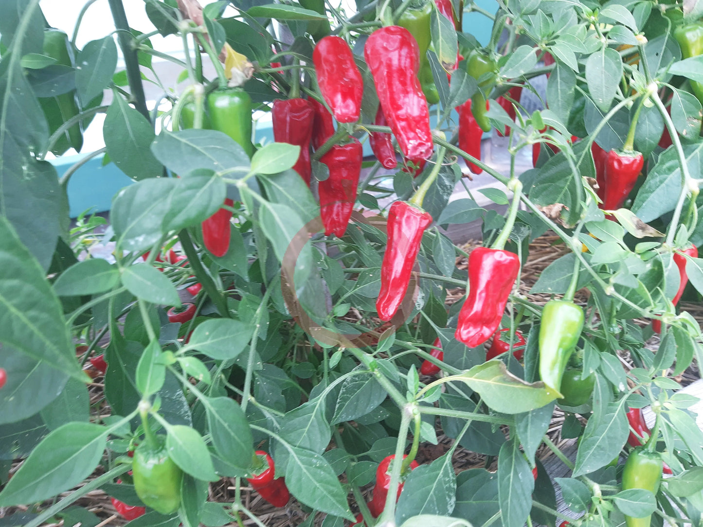 Costeno Rojo DER TOMATENFLÜSTERER