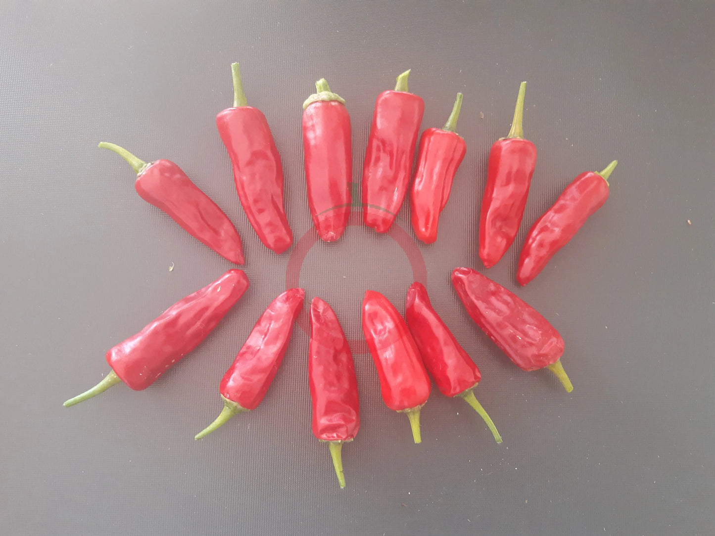 Costeno Rojo DER TOMATENFLÜSTERER