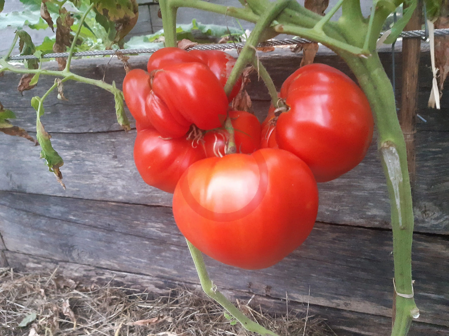 Costoluto di Castellamonte DER TOMATENFLÜSTERER