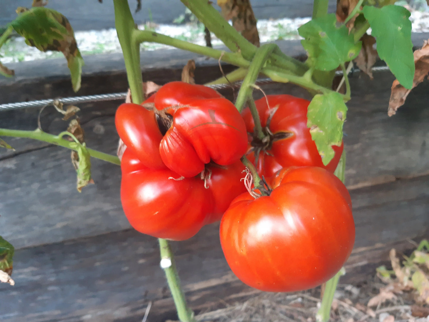 Costoluto di Castellamonte DER TOMATENFLÜSTERER