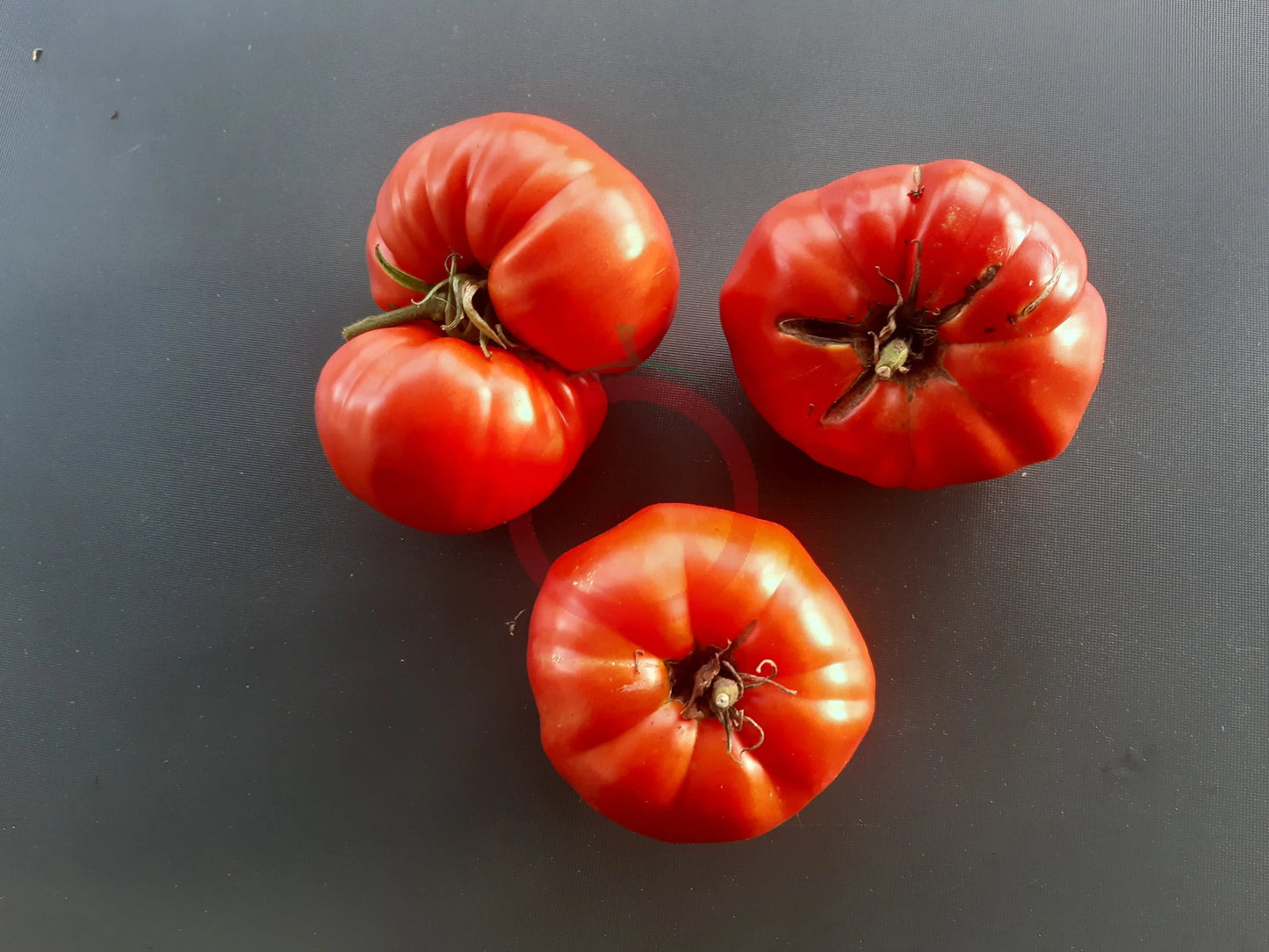 Costoluto di Castellamonte DER TOMATENFLÜSTERER
