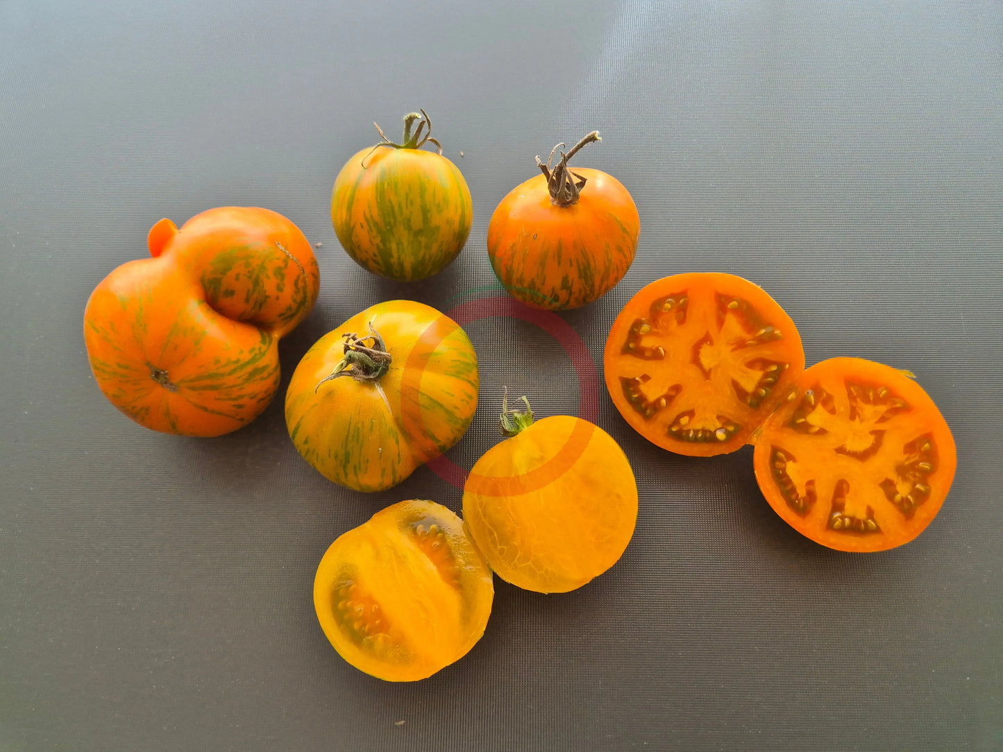 Cote d´Zebra DER TOMATENFLÜSTERER