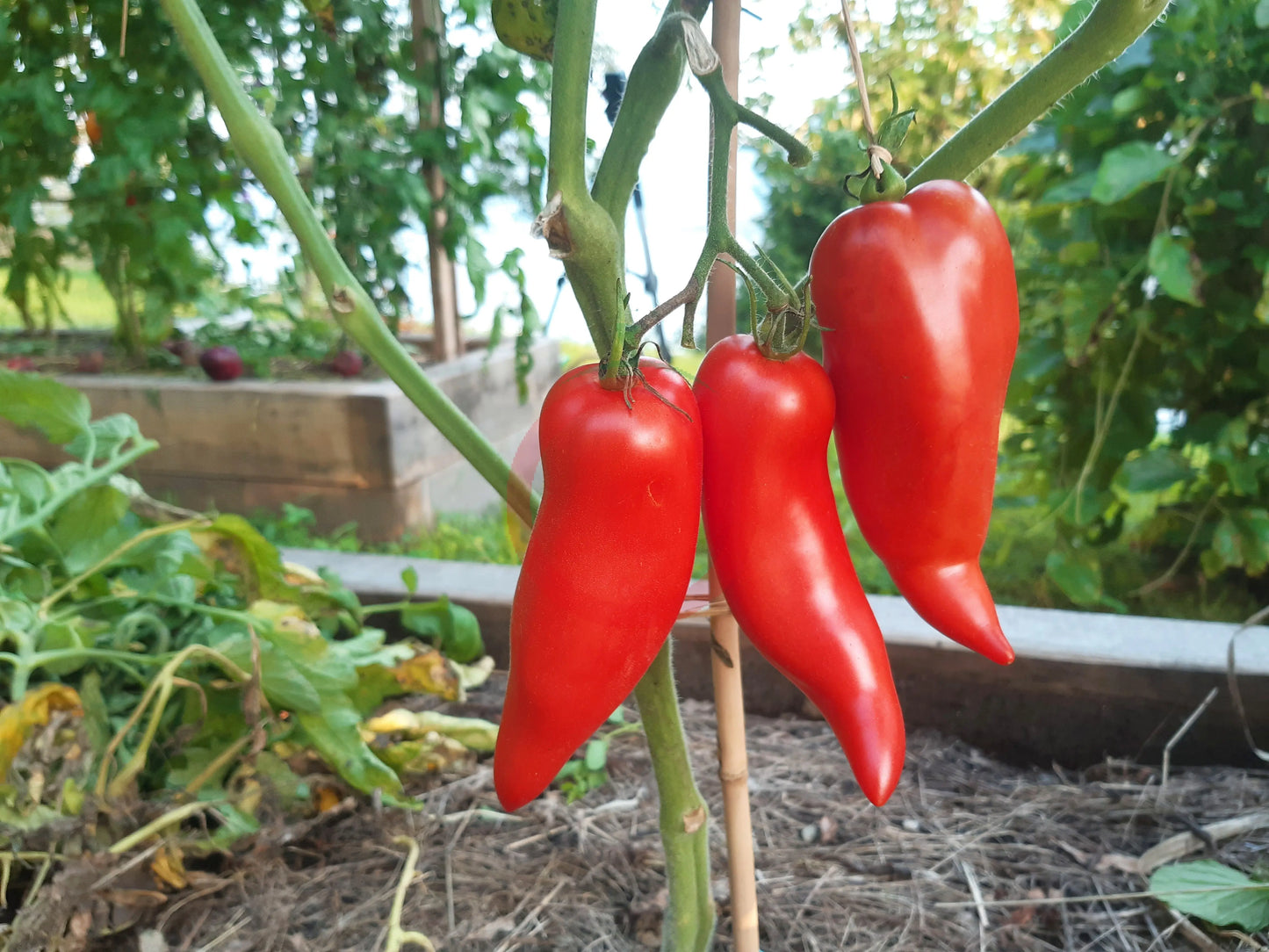 Cow´s Tits DER TOMATENFLÜSTERER