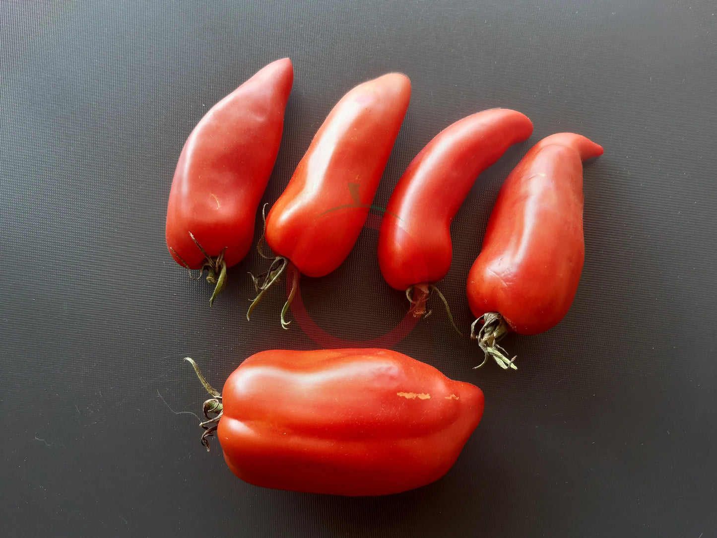 Cow´s Tits DER TOMATENFLÜSTERER