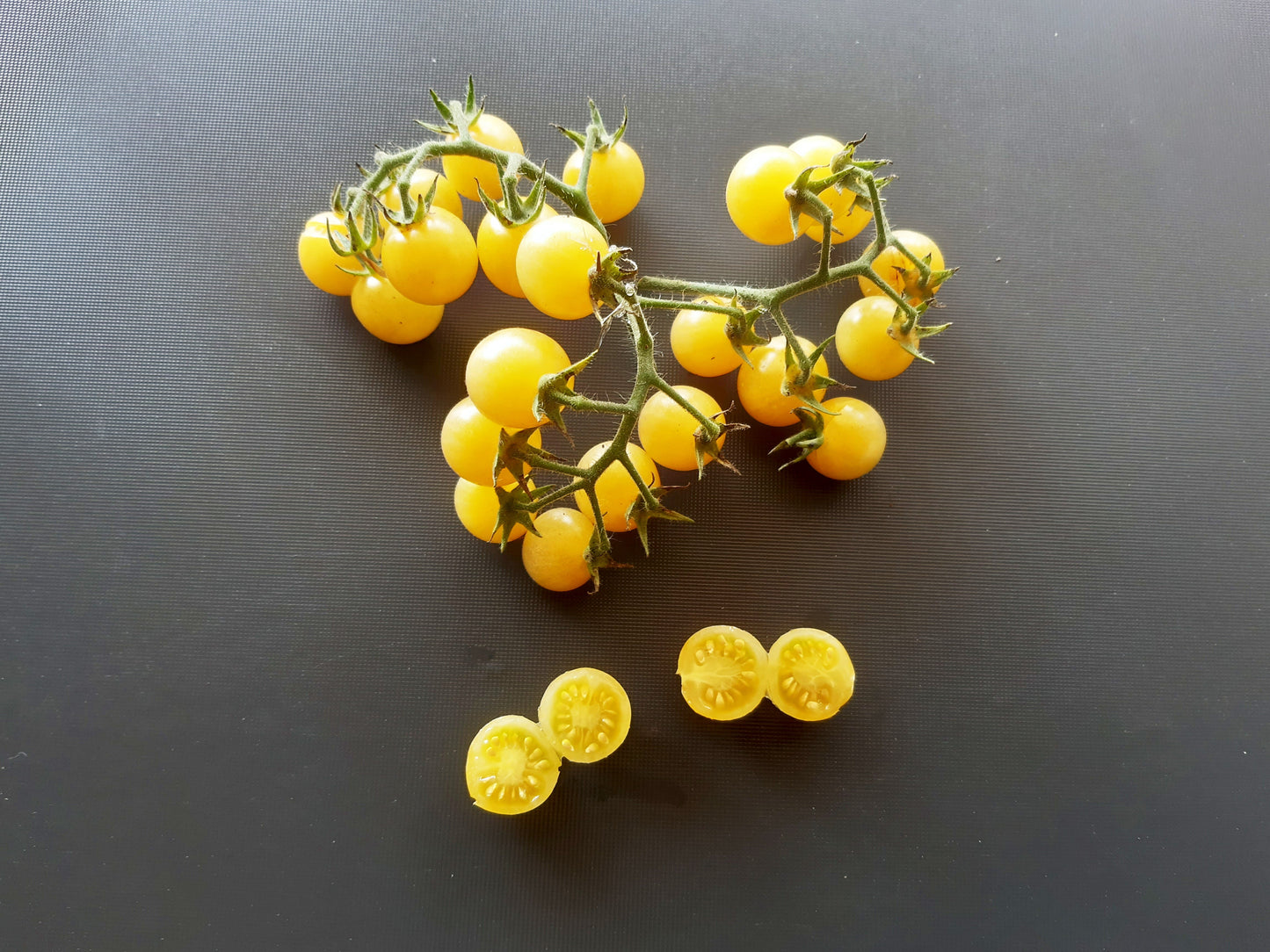 Coyote DER TOMATENFLÜSTERER