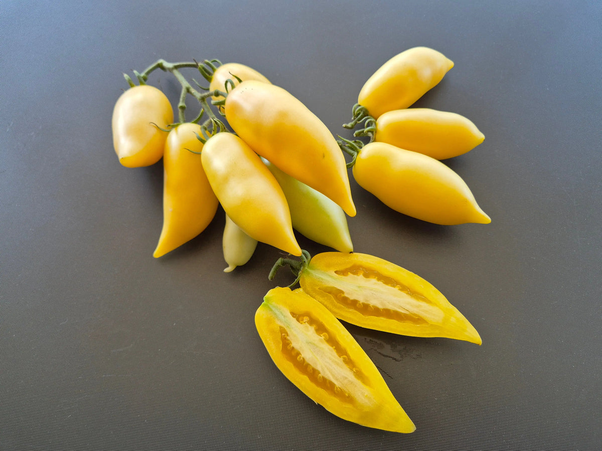 Cream Sausage DER TOMATENFLÜSTERER