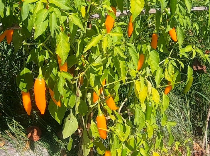 Criolla Sella DER TOMATENFLÜSTERER