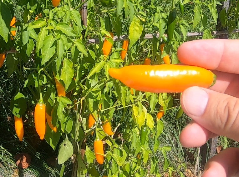 Criolla Sella DER TOMATENFLÜSTERER